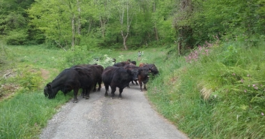 galloway ariege