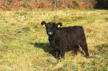 galloway ariege