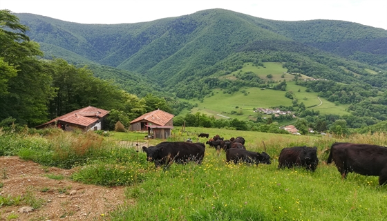 viande bovine ariege